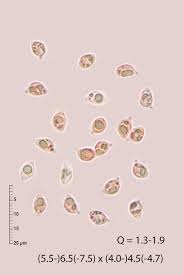 Attēlu rezultāti vaicājumam “Delicatula integrella”