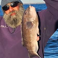 Image result for Tautoga onitis