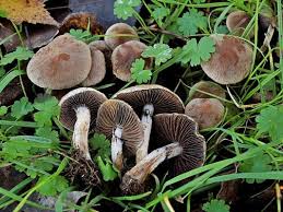 Attēlu rezultāti vaicājumam “Psathyrella lacrymabunda”