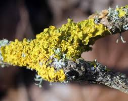 Attēlu rezultāti vaicājumam “Xanthoria polycarpa”