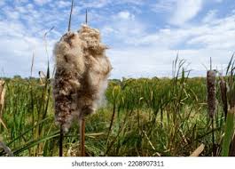 Attēlu rezultāti vaicājumam “Typha latifolia fruit”