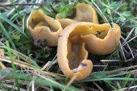 Attēlu rezultāti vaicājumam “Sowerbyella radiculata”