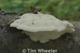 Attēlu rezultāti vaicājumam “Tyromyces chioneus”