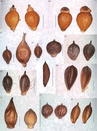 Attēlu rezultāti vaicājumam “Eleocharis uniglumis leaf”