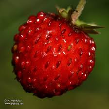 Attēlu rezultāti vaicājumam “Fragaria vesca fruit”