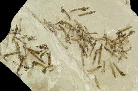 Attēlu rezultāti vaicājumam “Tipulidae larva”