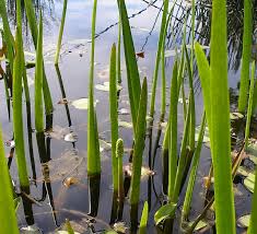 Attēlu rezultāti vaicājumam “Juncaginaceae”