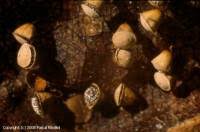 Attēlu rezultāti vaicājumam “Craterium minutum spores”