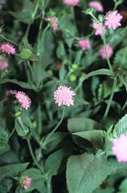 Image result for Knautia dipsacifolia