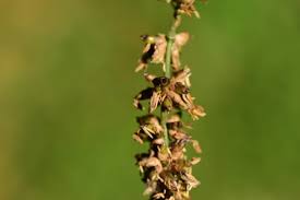 Attēlu rezultāti vaicājumam “Herminium monorchis fruit”