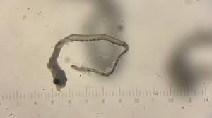 Image result for Parophrys vetulus