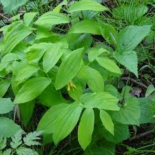 Attēlu rezultāti vaicājumam “Uvularia grandiflora”
