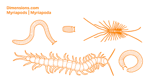 Attēlu rezultāti vaicājumam “Myriapoda”