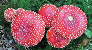 Image result for vliegenzwam