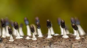 Attēlu rezultāti vaicājumam “Diachea sp.”