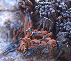 Attēlu rezultāti vaicājumam “Stemonitis marjana spores”