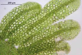 Attēlu rezultāti vaicājumam “Metzgeria furcata”