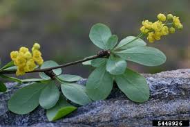 Attēlu rezultāti vaicājumam “Berberis vulgaris flower”