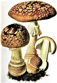 Attēlu rezultāti vaicājumam “Amanita regalis”