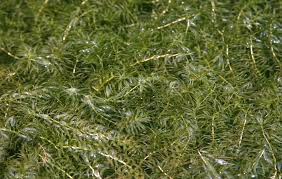 Attēlu rezultāti vaicājumam “Hydrilla verticillata”