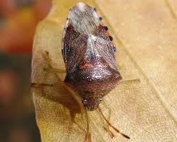 Attēlu rezultāti vaicājumam “Elasmucha grisea imago”