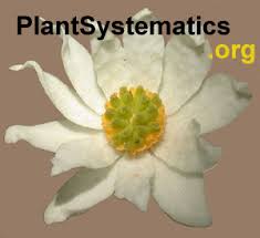 Image result for Campanula strigosa