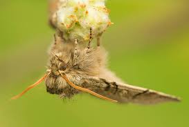 Attēlu rezultāti vaicājumam “Achlya flavicornis”