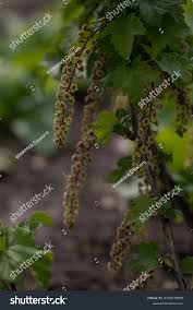 Attēlu rezultāti vaicājumam “Ribes spicatum”