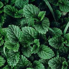 Attēlu rezultāti vaicājumam “Mentha x verticillata leaf”