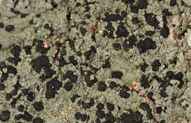 Attēlu rezultāti vaicājumam “Mycoblastus sanguinarius”