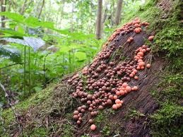 Attēlu rezultāti vaicājumam “Lycogala roseosporum macro”