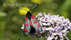 Attēlu rezultāti vaicājumam “Zygaena filipendulae”