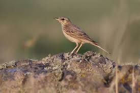 Image result for Anthus campestris