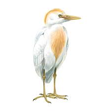 Attēlu rezultāti vaicājumam “Bubulcus ibis”