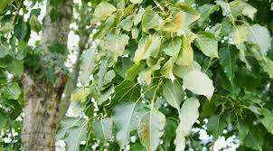 Attēlu rezultāti vaicājumam “Populus laurifolia”