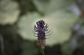 Attēlu rezultāti vaicājumam “Phyteuma spicatum flower”