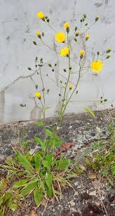 Attēlu rezultāti vaicājumam “Hieracium vulgatum bud”