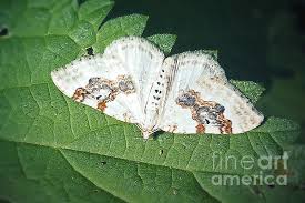 Attēlu rezultāti vaicājumam “Xanthorhoe montanata”