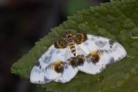 Attēlu rezultāti vaicājumam “Abraxas sylvata”