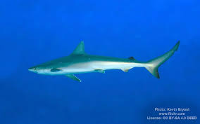 Image result for Rhizoprionodon longurio