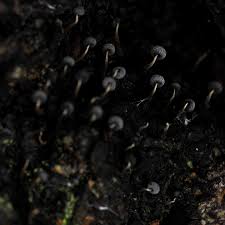 Attēlu rezultāti vaicājumam “Stemonitis pallida var. rubescens spores”