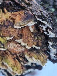 Attēlu rezultāti vaicājumam “Diderma montanum var. album spores”