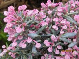 Attēlu rezultāti vaicājumam “Andromeda polifolia”