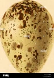 Attēlu rezultāti vaicājumam “Gallinago gallinago eggs”