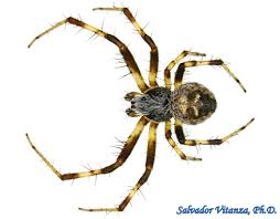 Attēlu rezultāti vaicājumam “Araneidae”