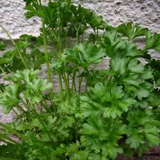 Image result for Petersilie