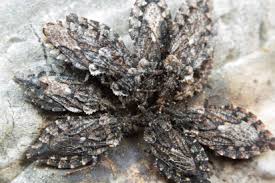 Attēlu rezultāti vaicājumam “Aradus betulae”