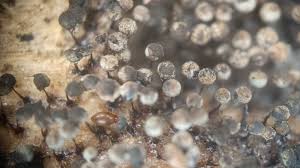 Attēlu rezultāti vaicājumam “Collaria sp.”