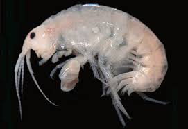 Attēlu rezultāti vaicājumam “Amphipoda”