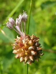 Attēlu rezultāti vaicājumam “Allium oleraceum bud”